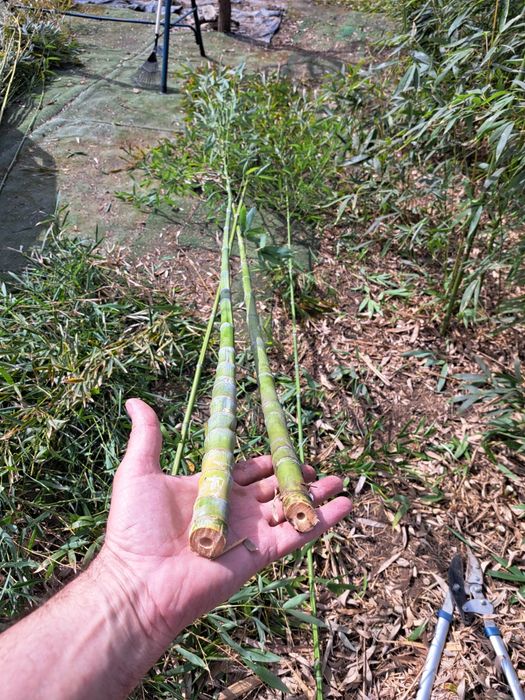 Bețe de bambus  natural de 3m,4m, 5 m
