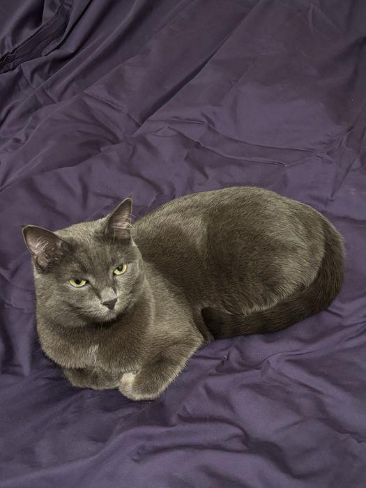 Пропал кот! г.Алматы