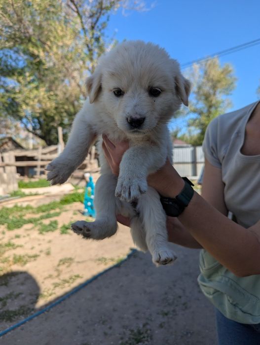 Щенок собаки ищут дом. Срочно. Мама породистая