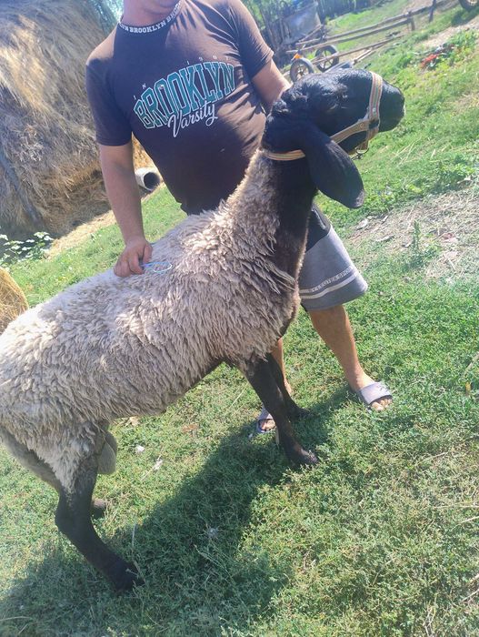 Animale, obiecte