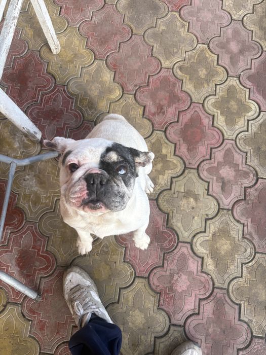 Buldog francez femela