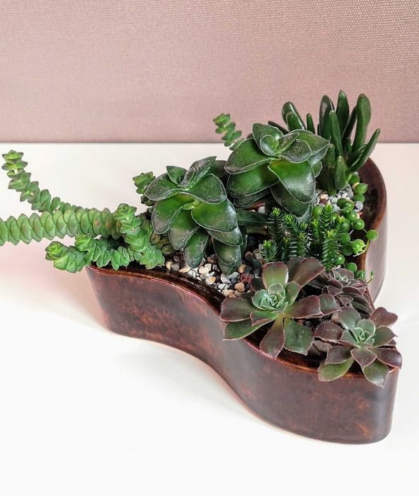 Композиции из суккулентов