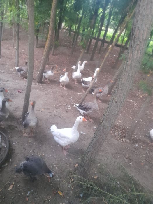 Gâște de vânzare