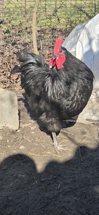 Cocoși Australorp negru