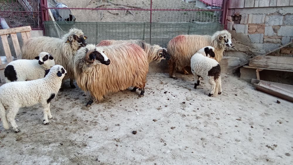 Oi cu miel de vanzare