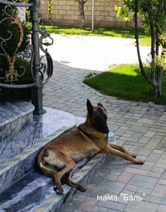 Продается бельгийская овчарка (щенок 3 месяц девочка)