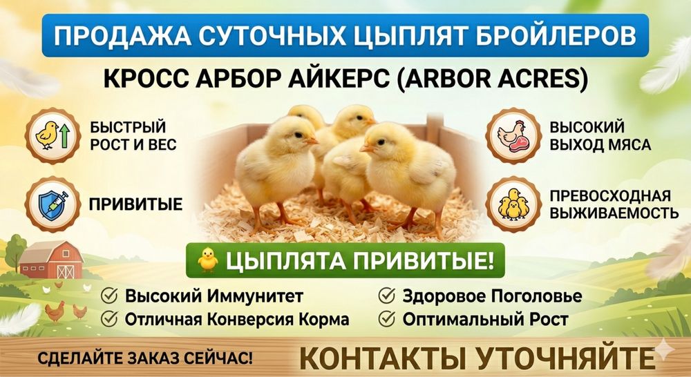 Суточные цыплята бройлеров