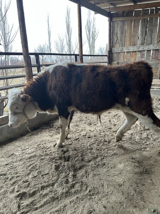 Ақбас порода бычок