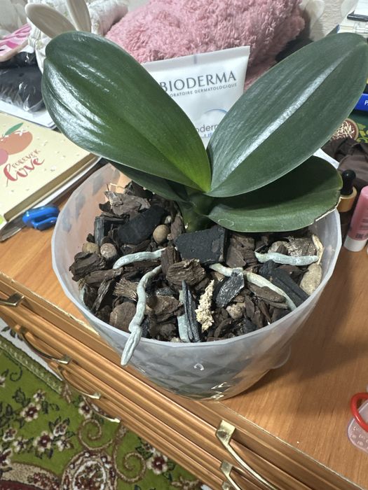 Орхидея. Домашняя коллекция