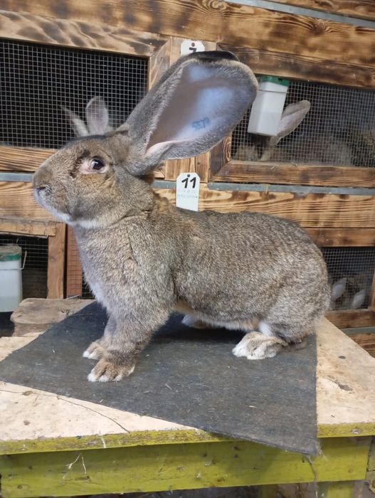 Mascul uriaș german