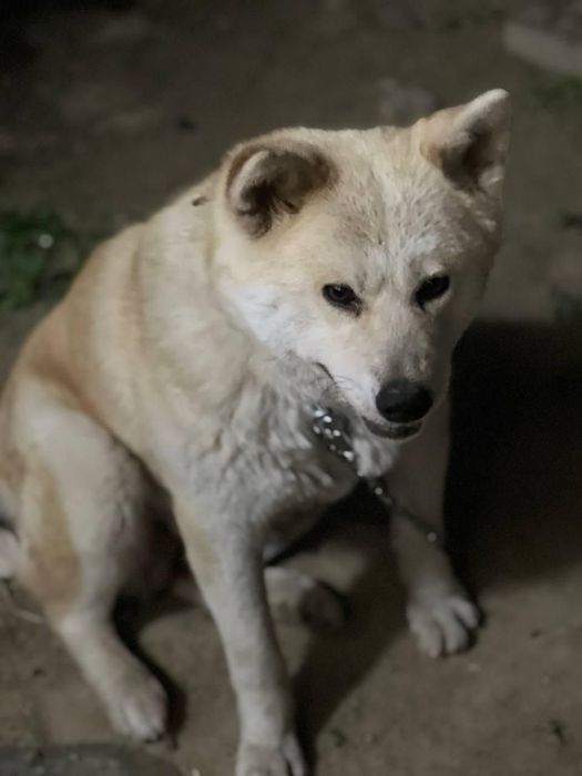 Zotdor akita-inu