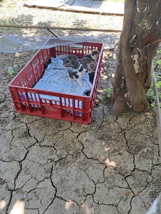 Orfani sunt 4 pisoiași de 1 luna, urgent adapost Bucuresti