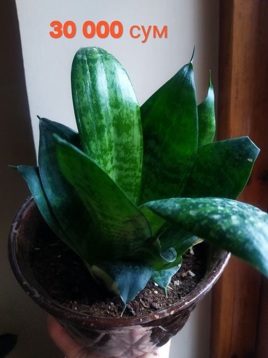 Разные комнатное растение