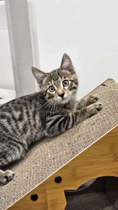 Котенок вискас мальчик в поисках семьи,  Алматы
