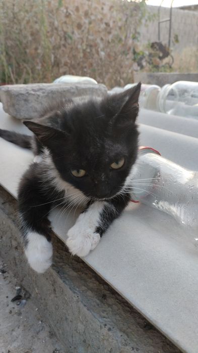 Отдаю котенка в добрые руки