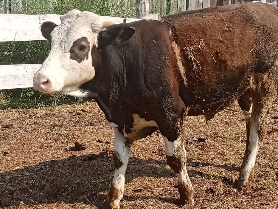 Продам быка Симентал можно на племя