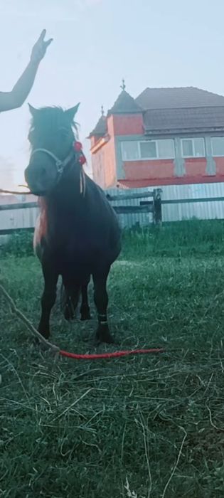 Poneița gensanta de vanzare