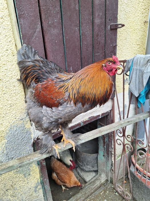 Cocos brahma  9 luni