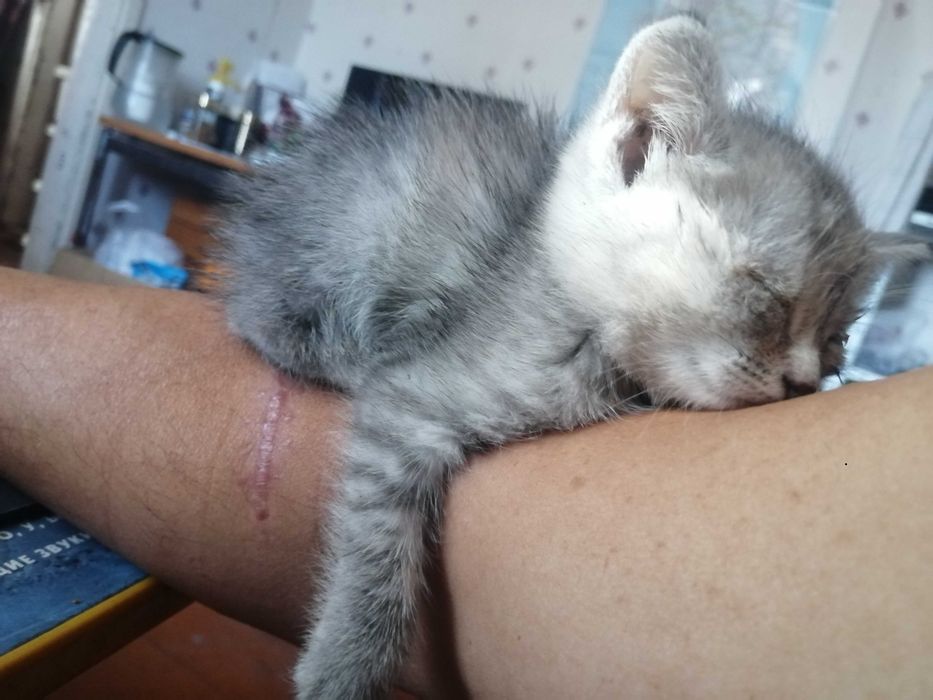 котенок бесплатно отдам