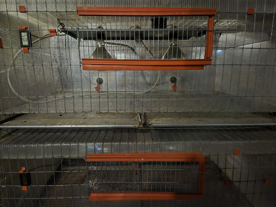 Prepelite cusca, incubator, maternitate