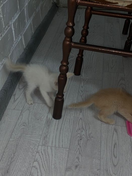 Отдам котят в хорошие руки