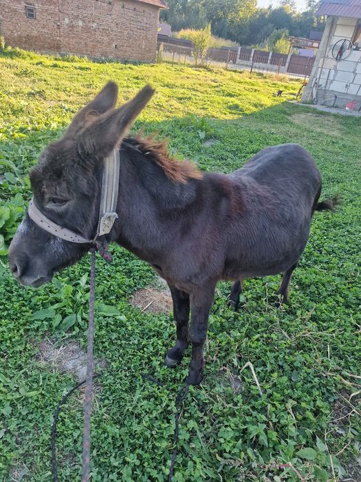 Vând magarita foarte blanda cuminte nu mușca nu da cu picoarele