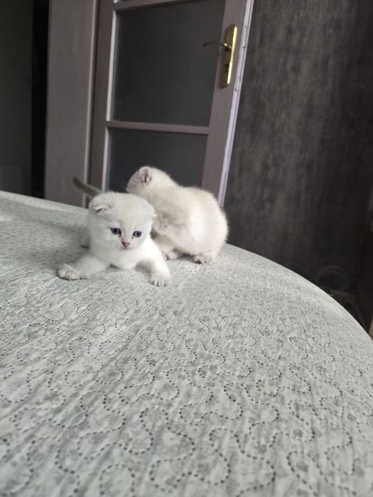 Британски, Шотландски котенца
