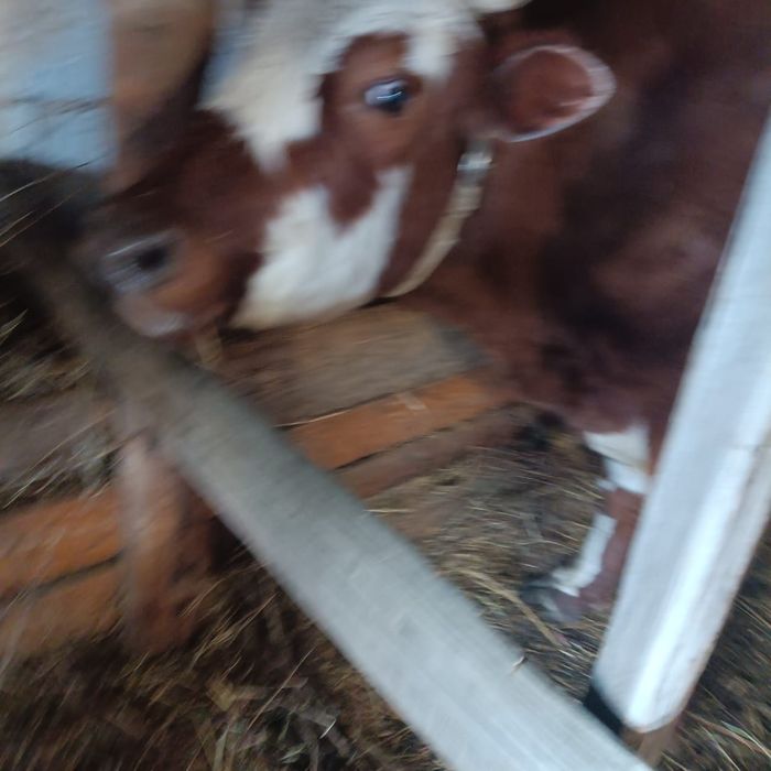 Продаю дойная корова