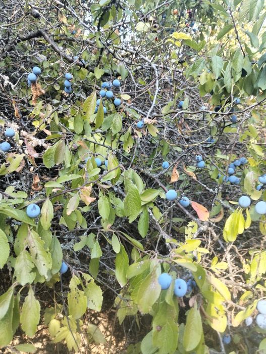 Vând fructe de padure