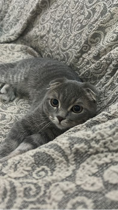 Шотладский веслоухий
