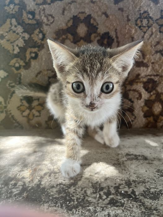 отдам котят в добрые руки