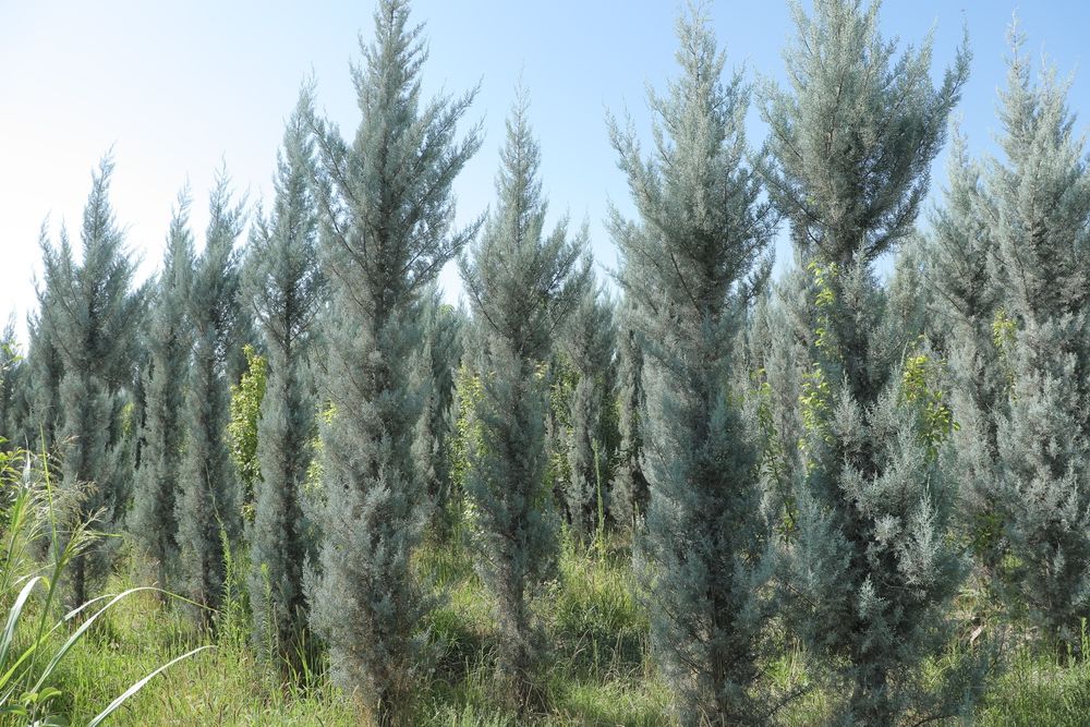 Arizona Сарв (Кипарис) дарахтлари сотилади!