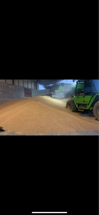 Vand grau panificabil proteina 13,7 !