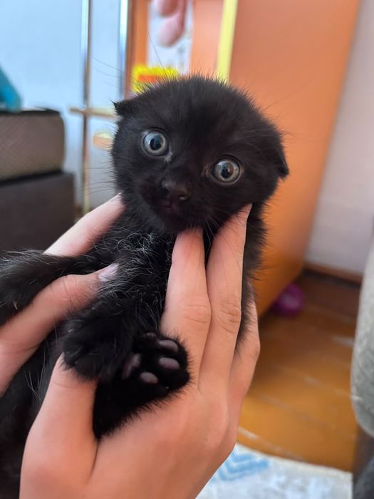 Продам котят от вислоухой кошки