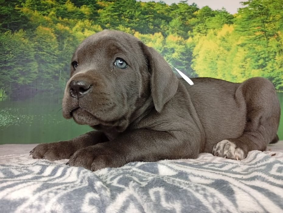 Кане Корсо cane Corso Italiano