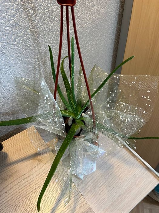 Цветы для дома, офиса и вподарок