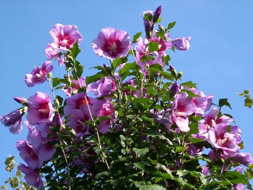 продам гибискус Таугуль 3