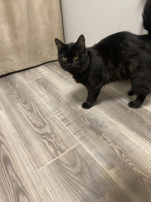 Отдам кошку в хорошие руки