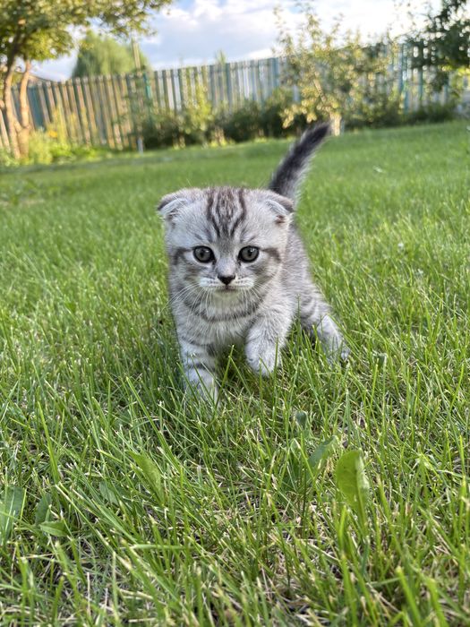 Продам породистых котят
