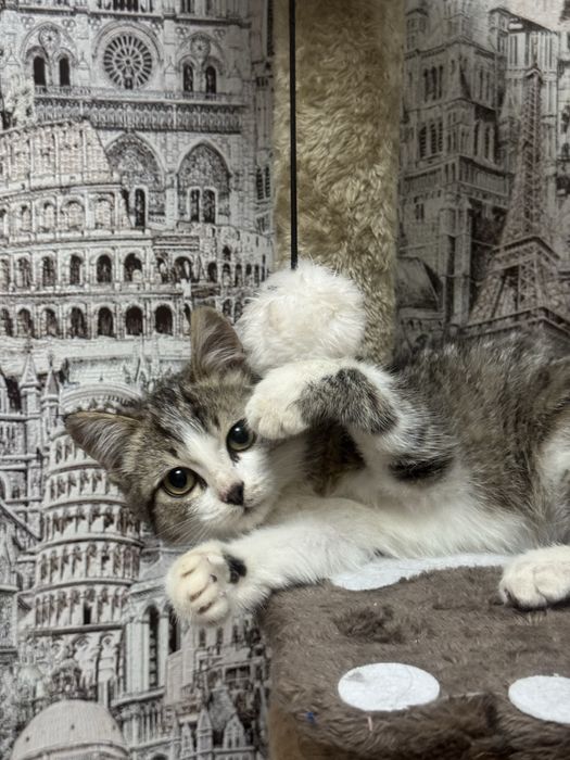 Котенок девочка в хорошие руки