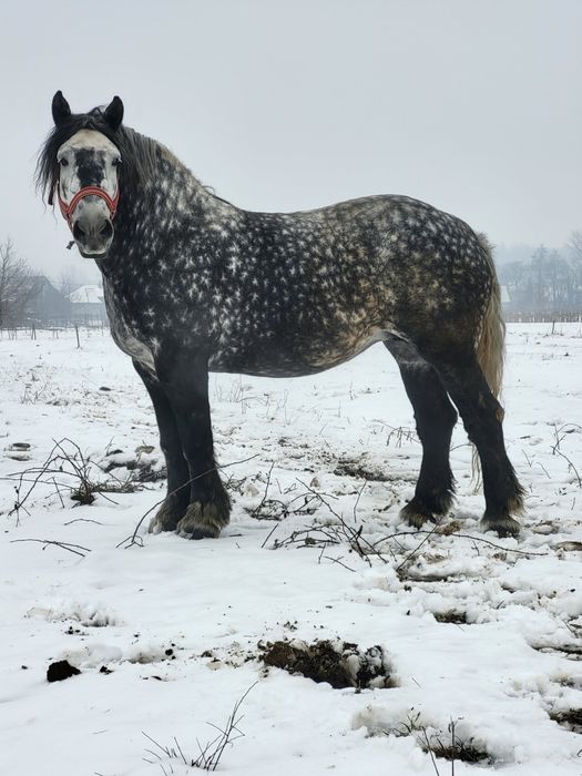 Iapa grea 6 ani sau schimb