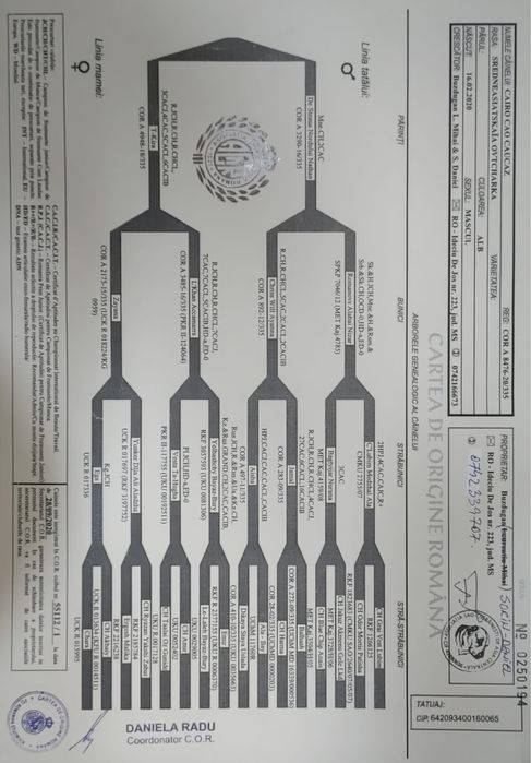 Ciobanesc de Asia Centrala
