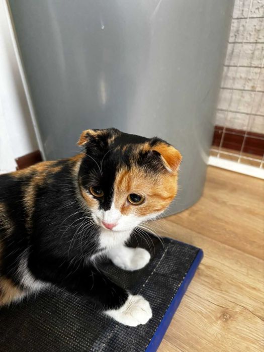 кошечка 7 месяцев