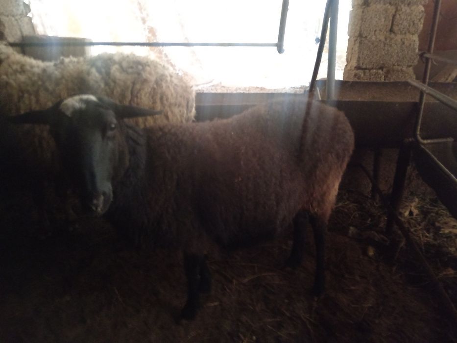 Romanov Sogliq Романов соглик кой qoy bogoz богоч 2 кат