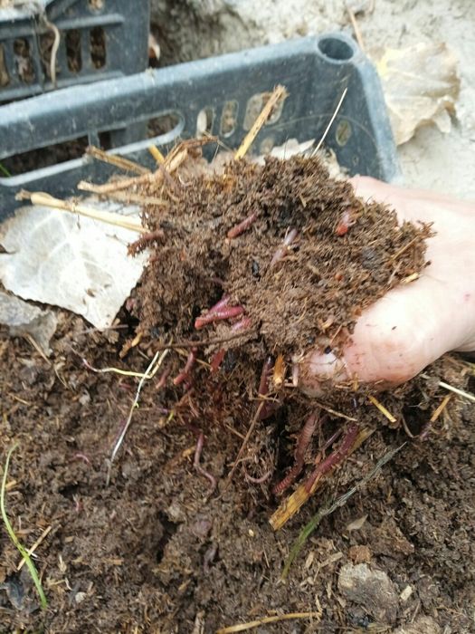 Калифорнийский черв(чувалчанг)