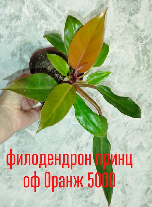 Манстеры.филодендроны .аглаонемы