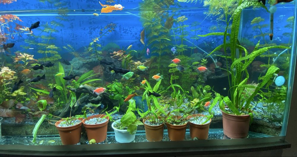 Аквариумные растения для вашего аквариума