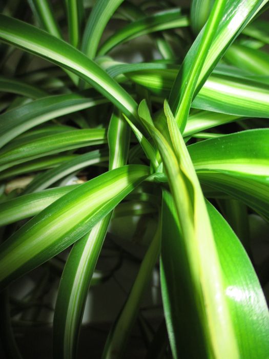 Фотоаппарат Canon IXUS 132