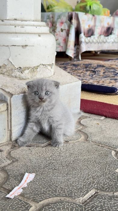 Шотландский вислаухи