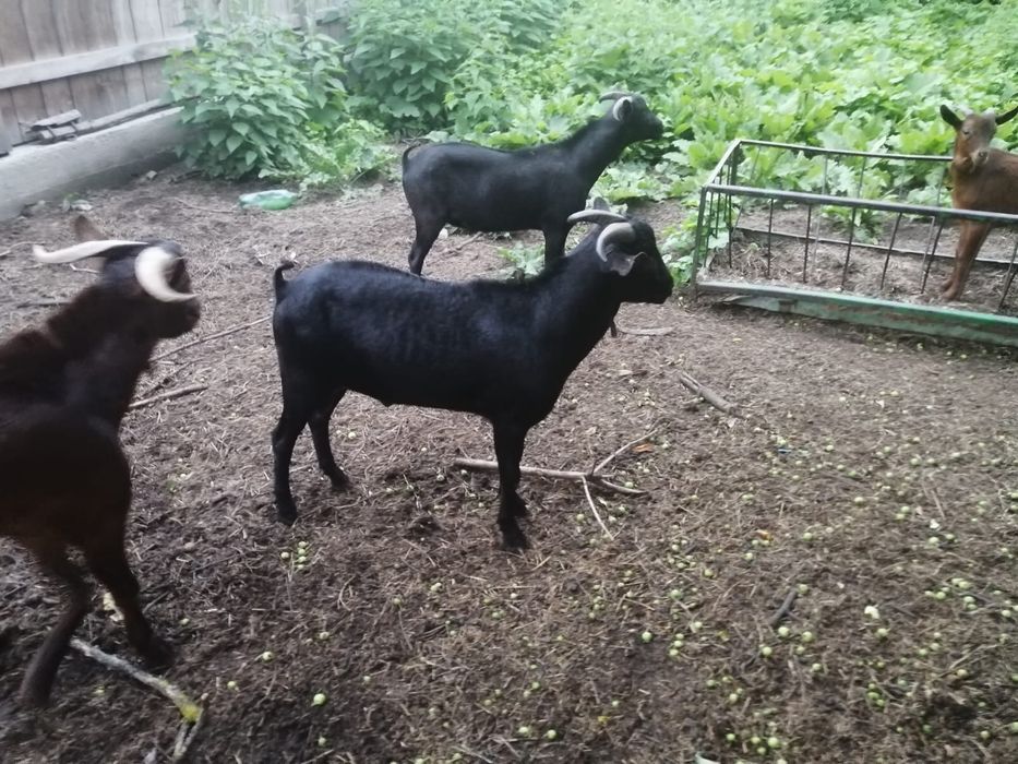 Tapi murciano de granata
